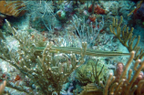 珊瑚和珊瑚虫都是生物吗(这篇文章告诉你：珊瑚和珊瑚虫究竟是否都属于生物？)