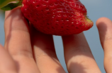 草莓如何科学种植？草莓什么时候种植最好？