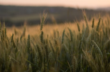 小麦期货价格走势分析：未来几个月的趋势分析