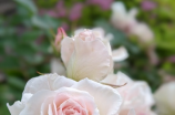 豪情玫瑰：绽放的美丽与浪漫