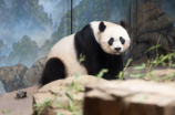 恐怖的大熊猫(常州出现了恐怖的大熊猫？！看完才知道真相！)