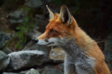 what does the fox say(what does the fox say?了解一下)