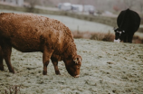 牛反刍的奥秘：为什么牛要反复咀嚼食物？