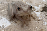 大眼蛙：中国著名的“神仙鱼”