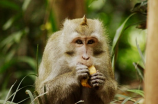 金丝猴食品(金丝猴食品：独特的口感与科学的养生搭配)